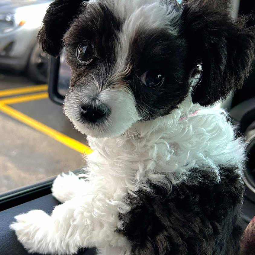 Molly Mae joined the competition — help win amazing prizes! accessories, alloywheel, animal, canine, car, carwheel, cockerspaniel, dog, machine, papillon, pet, poodle, puppy, spoke, strap, terrier, tire, transportation, vehicle, wheel