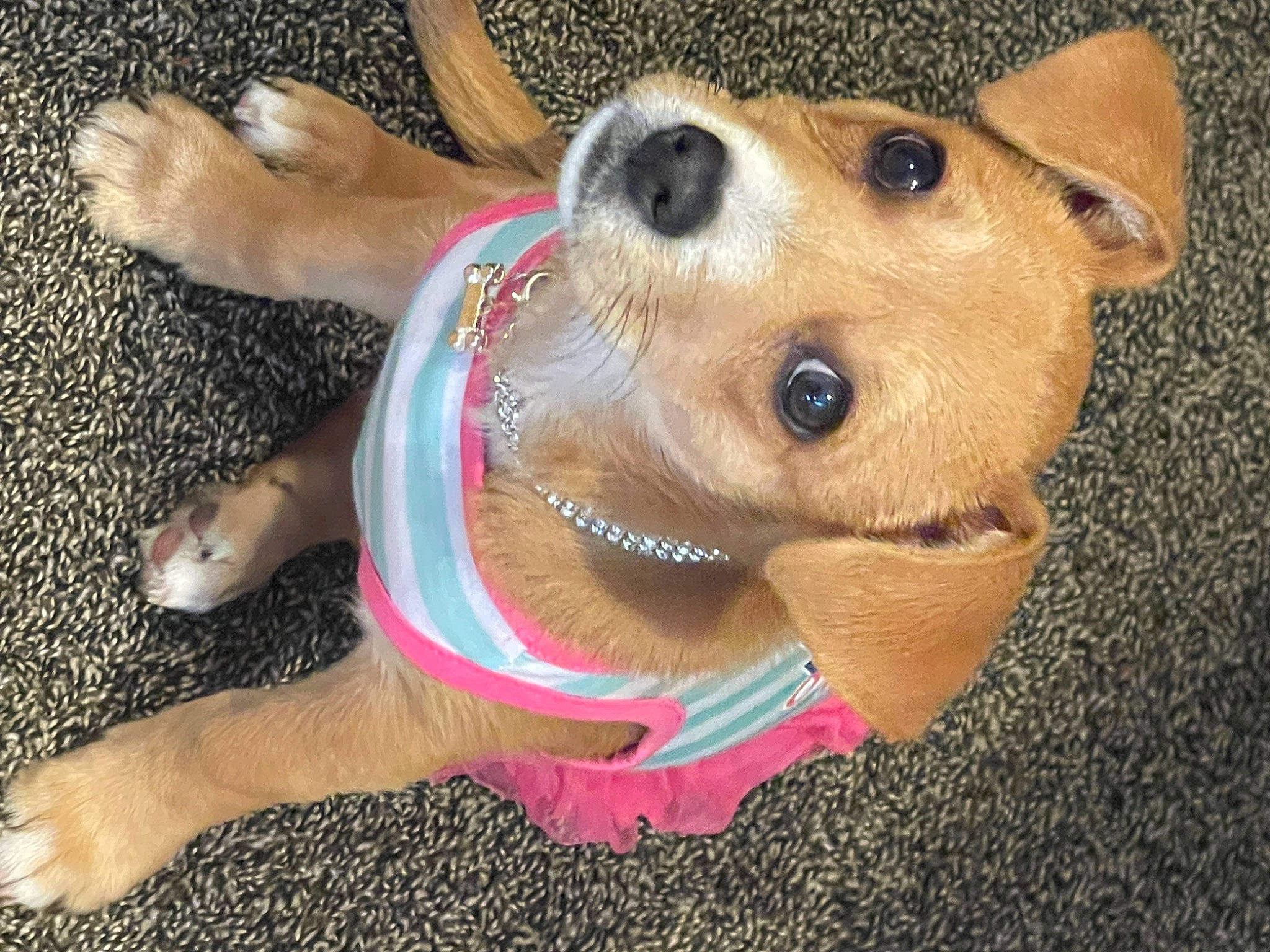 Mega is registered to the contest to win money with this photo: carnivore, collar, companion_dog, dog, dog_breed, dog_collar, dog_supply, ear, fashion_accessory, fawn, fur, jaw, leash, mammal, pet_supply, snout, sporting_group, vertebrate, whiskers, working_animal