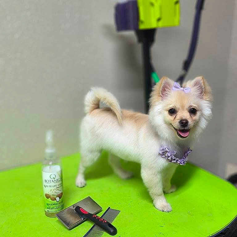 Bella joined the competition — help win amazing prizes! animal, bottle, brush, collar, comb, cute, dog, fluffy, fur, green_table, grooming_table, happy, indoor, pet, pet_care, purple_bow, small_dog, smiling, standing, well_groomed