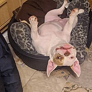 Una participe au concours pour gagner de l'argent avec cette photo : dog, bed, upside_down, relaxed, ears, floor, tile_floor, indoor, cozy, pet, canine, furniture, blanket, brown, white, smile, tongue_out, home, animal, cute