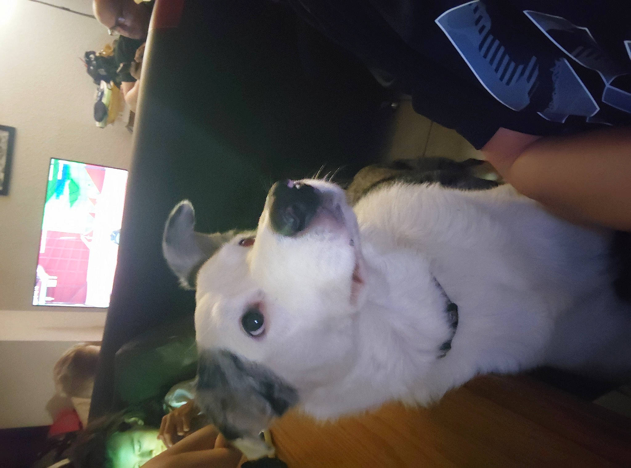 Volt a rejoint le concours — aidez-le/la à gagner de superbes lots ! canidae, carnivore, collar, companion_dog, dog, dog_breed, ear, event, fawn, felidae, fun, fur, non_sporting_group, paw, small_to_medium_sized_cats, snout, sporting_group, toy_dog, whiskers, working_animal