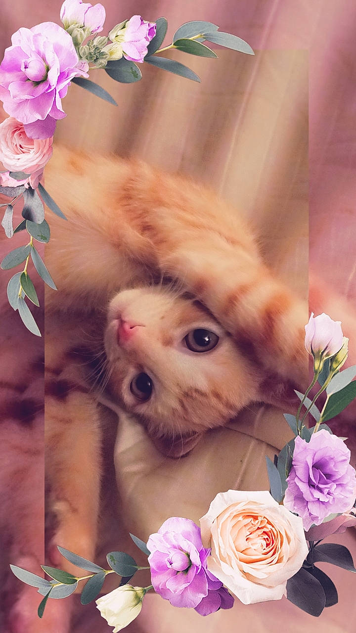 Peceku a rejoint le concours — aidez-le/la à gagner de superbes lots ! carnivore, cat, companion_dog, eyelash, fawn, felidae, flower, flower_arranging, fur, hybrid_tea_rose, petal, pink, plant, rose, small_to_medium_sized_cats, snout, textile, toy, twig, whiskers