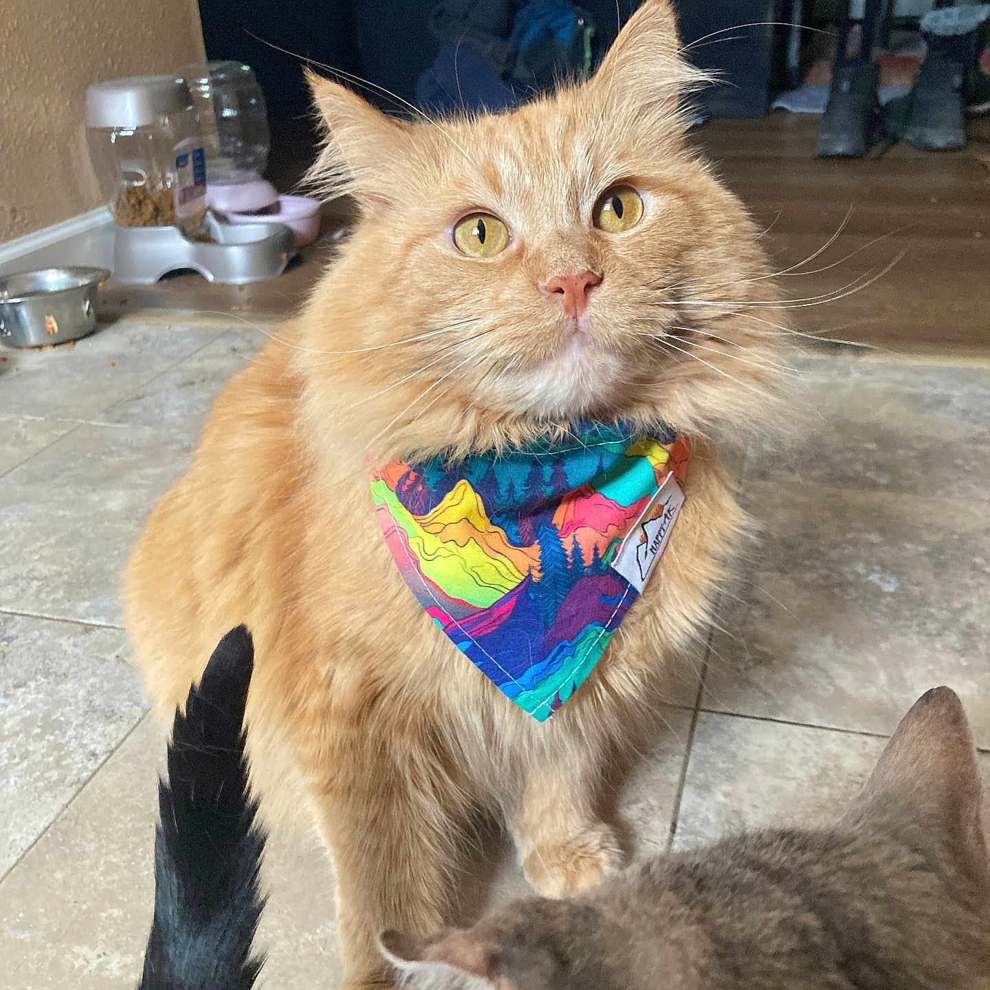 Sriracha joined the competition — help win amazing prizes! cat, orange_cat, gray_cat, bandana, pet_food_dispenser, indoor, floor_tiles, feline, whiskers, tail, pets, domestic_animal, curious, close_up, household, animal_companions, fur, eyes, ears, multi_cat