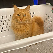 Sriracha is registered to the contest to win money with this photo: cat, orange_cat, laundry_basket, pet, indoor, animal, feline, curious, fluffy, domestic, person, clothing, tile_floor, white_basket, portrait, cute, household, looking_at_camera, sitting, cozy