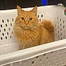cat, orange_cat, laundry_basket, pet, indoor, animal, feline, curious, fluffy, domestic, person, clothing, tile_floor, white_basket, portrait, cute, household, looking_at_camera, sitting, cozy