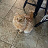 cat, orange_cat, fluffy, indoor, floor, tile_floor, chair, wooden_chair, cushion, pet, animal, looking_up, curious, feline, domestic_cat, home, floor_tile, four_legged, cute, sitting
