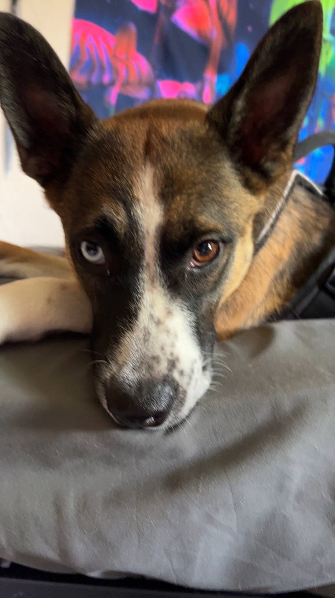 Hera is registered to the contest to win money with this photo: ancient_dog_breeds, canidae, carnivore, collar, companion_dog, dog, dog_breed, dog_collar, ear, fawn, fur, snout, sporting_group, whiskers, working_animal, working_dog