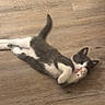 Tao a rejoint le concours — aidez-le/la à gagner de superbes lots ! adorable, animal, cat, cleaning, cute, domestic_cat, feline, fur, gray_and_white, indoor, kitten, licking, lying_down, paw, pet, playful, relaxed, small, wooden_floor, young_cat
