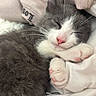 animal, blanket, cat, close_up, cozy, cute, fur, gray_fur, indoors, kitten, paws, peaceful, pet, pink_nose, relaxed, resting, sleeping, soft, whiskers, white_fur