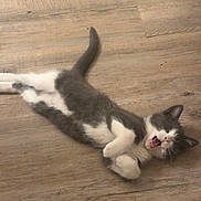 Tao a rejoint le concours — aidez-le/la à gagner de superbes lots ! adorable, animal, cat, cute, domestic_cat, feline, floor, gray_cat, indoor, kitten, lying_down, mouth_open, paw, pet, playful, resting, small_animal, white_cat, wooden_floor, young_cat