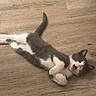 adorable, animal, cat, cute, domestic_cat, feline, floor, gray_cat, indoor, kitten, lying_down, mouth_open, paw, pet, playful, resting, small_animal, white_cat, wooden_floor, young_cat