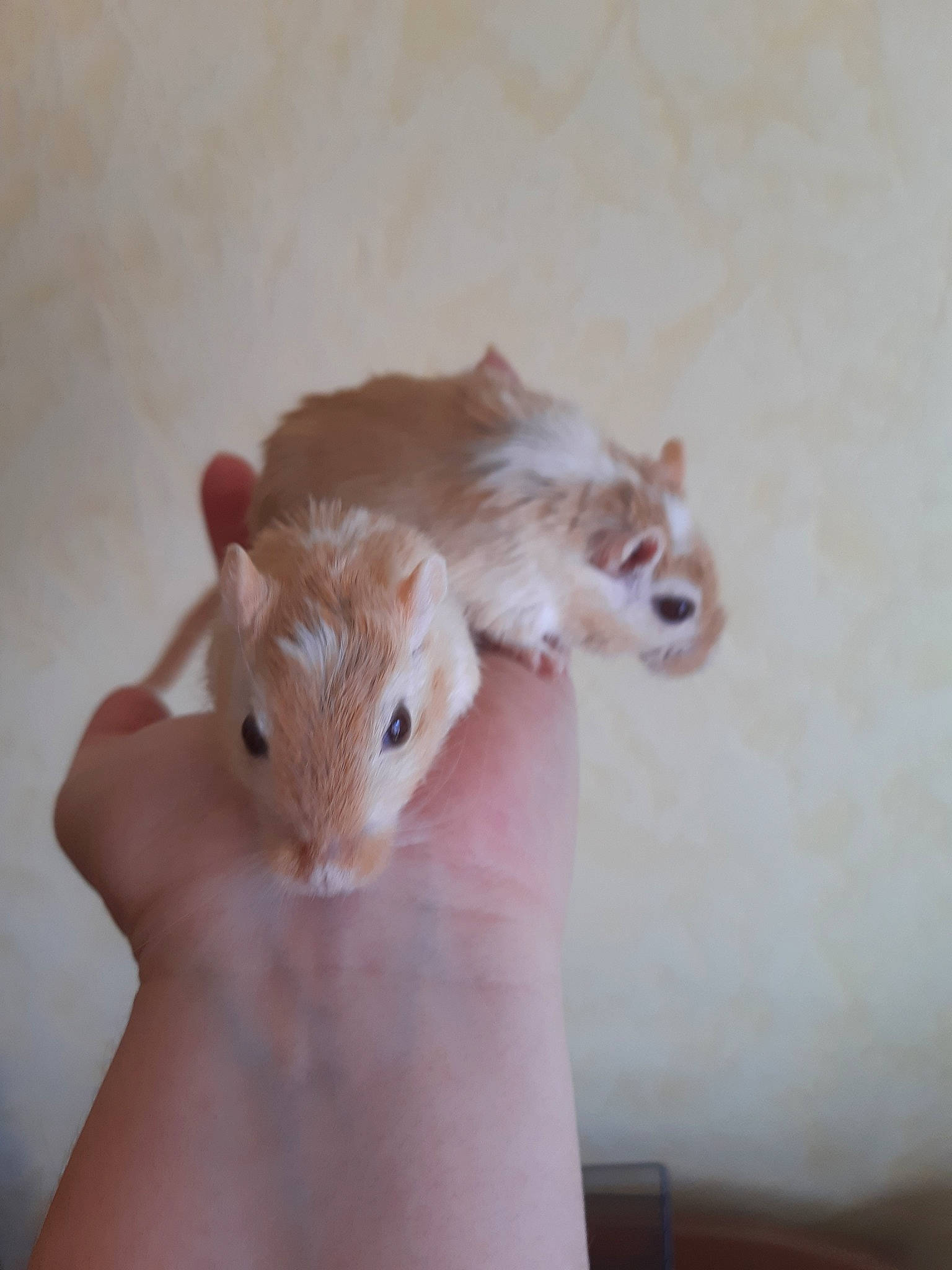 Shadow a rejoint le concours — aidez-le/la à gagner de superbes lots ! chinchilla, degu, fawn, finger, fur, gerbil, guinea_pig, hamster, hand, jerboa, mouse, muridae, muroidea, pest, rat, rodent, skin, squirrel, whiskers