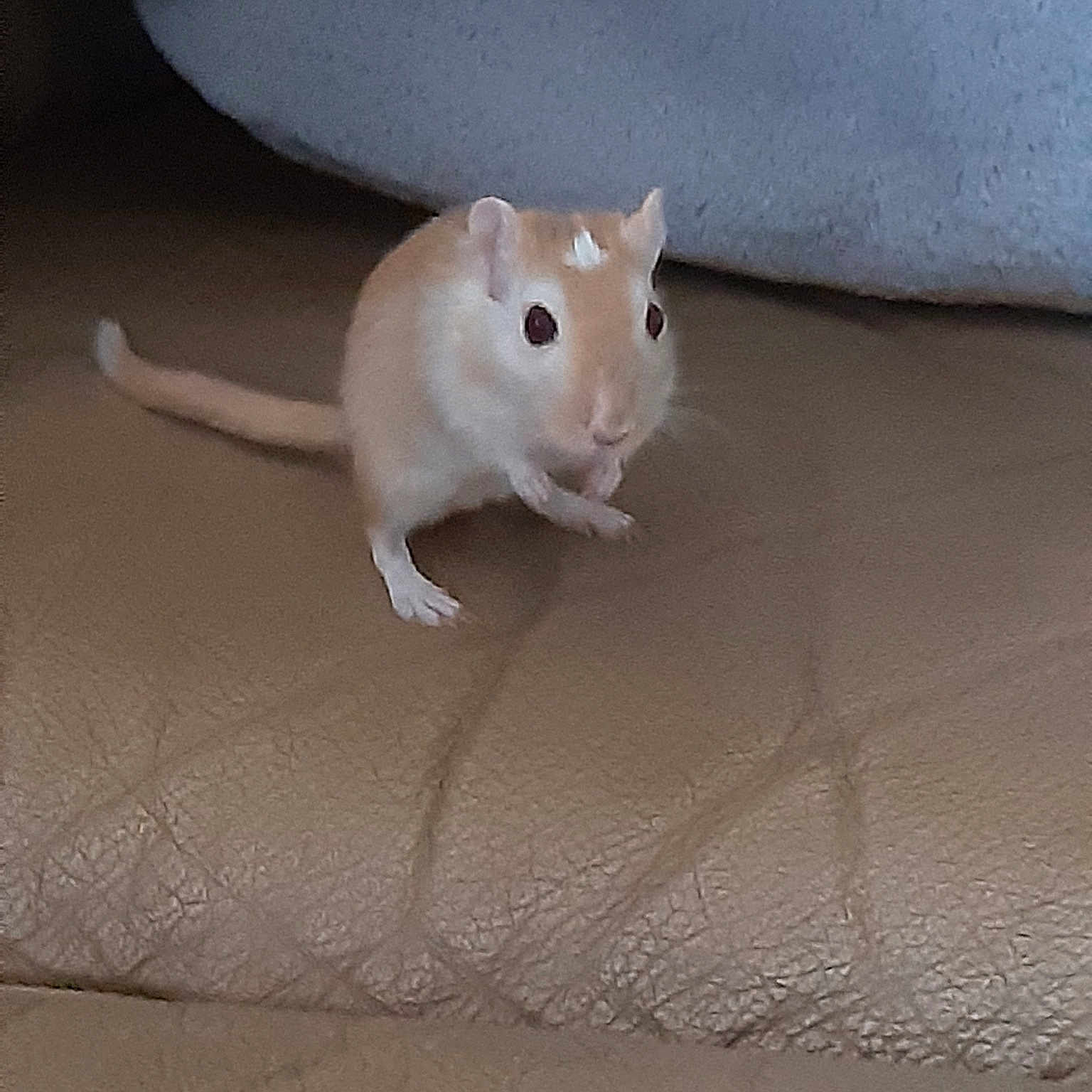 Shadow a rejoint le concours — aidez-le/la à gagner de superbes lots ! beige, chinchilla, degu, fawn, fur, gerbil, hamster, jerboa, mammal, mouse, muridae, muroidea, paw, pest, rat, rodent, snout, tail, whiskers