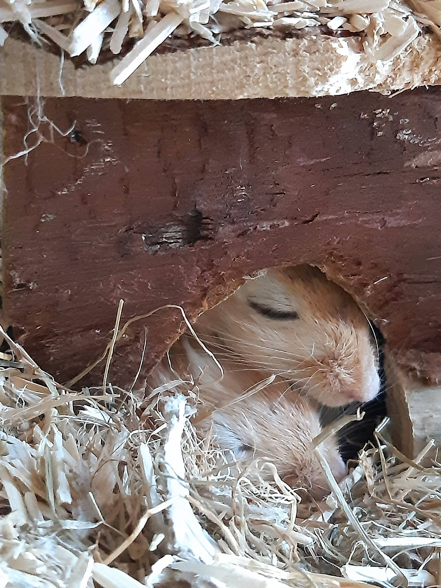 Shadow a rejoint le concours — aidez-le/la à gagner de superbes lots ! adaptation, fawn, snout, wildlife