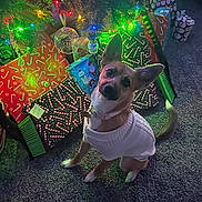 Martini joined the competition — help win amazing prizes! dog, christmas_tree, christmas_lights, presents, gift_wrap, sweater, carpet, holiday, indoors, decorations, festive, pet, canine, cute, head_tilt, colorful_lights, ornaments, waiting, cozy, seasonal