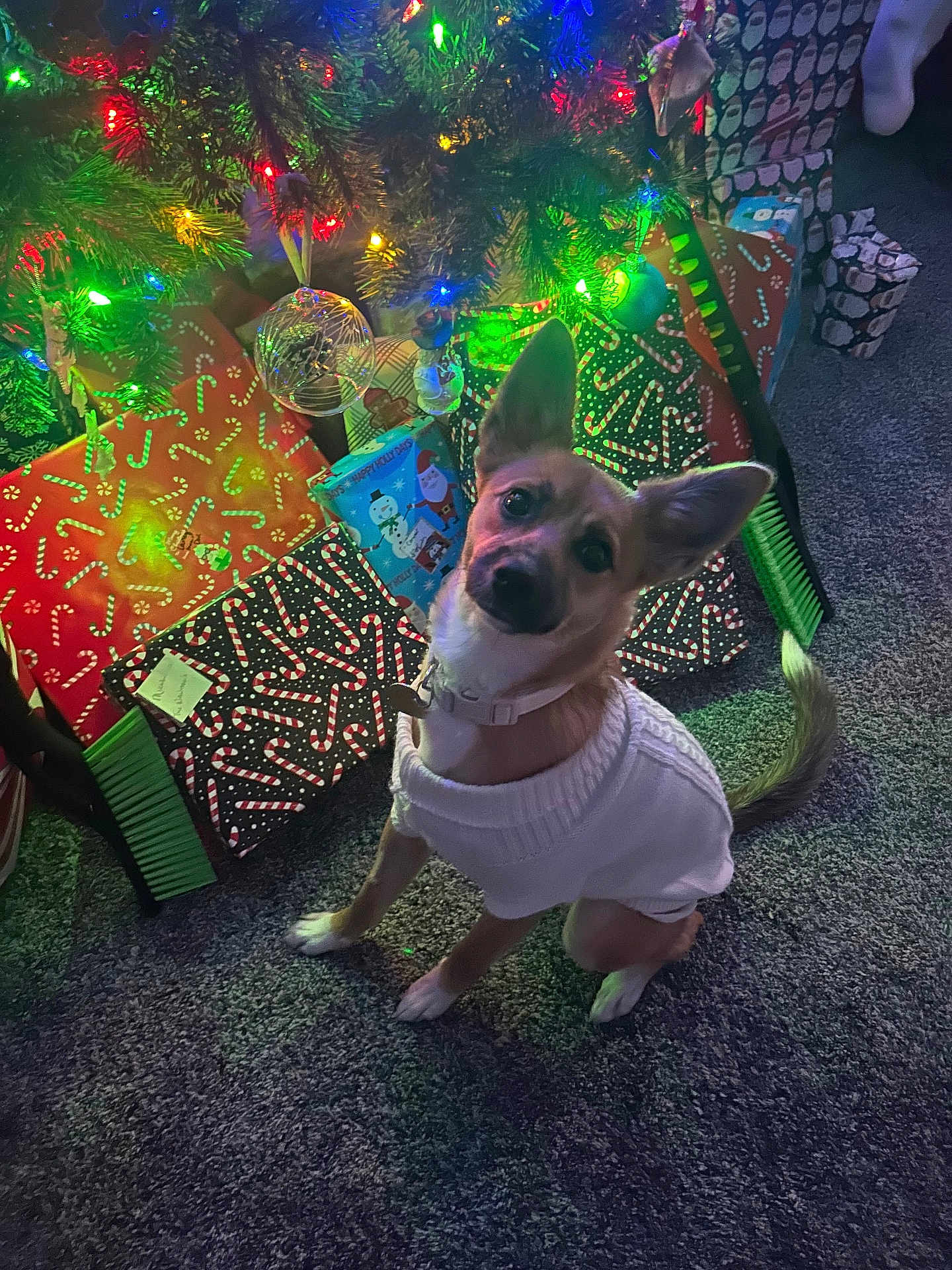 Martini joined the competition — help win amazing prizes! dog, christmas_tree, christmas_lights, presents, gift_wrap, sweater, carpet, holiday, indoors, decorations, festive, pet, canine, cute, head_tilt, colorful_lights, ornaments, waiting, cozy, seasonal