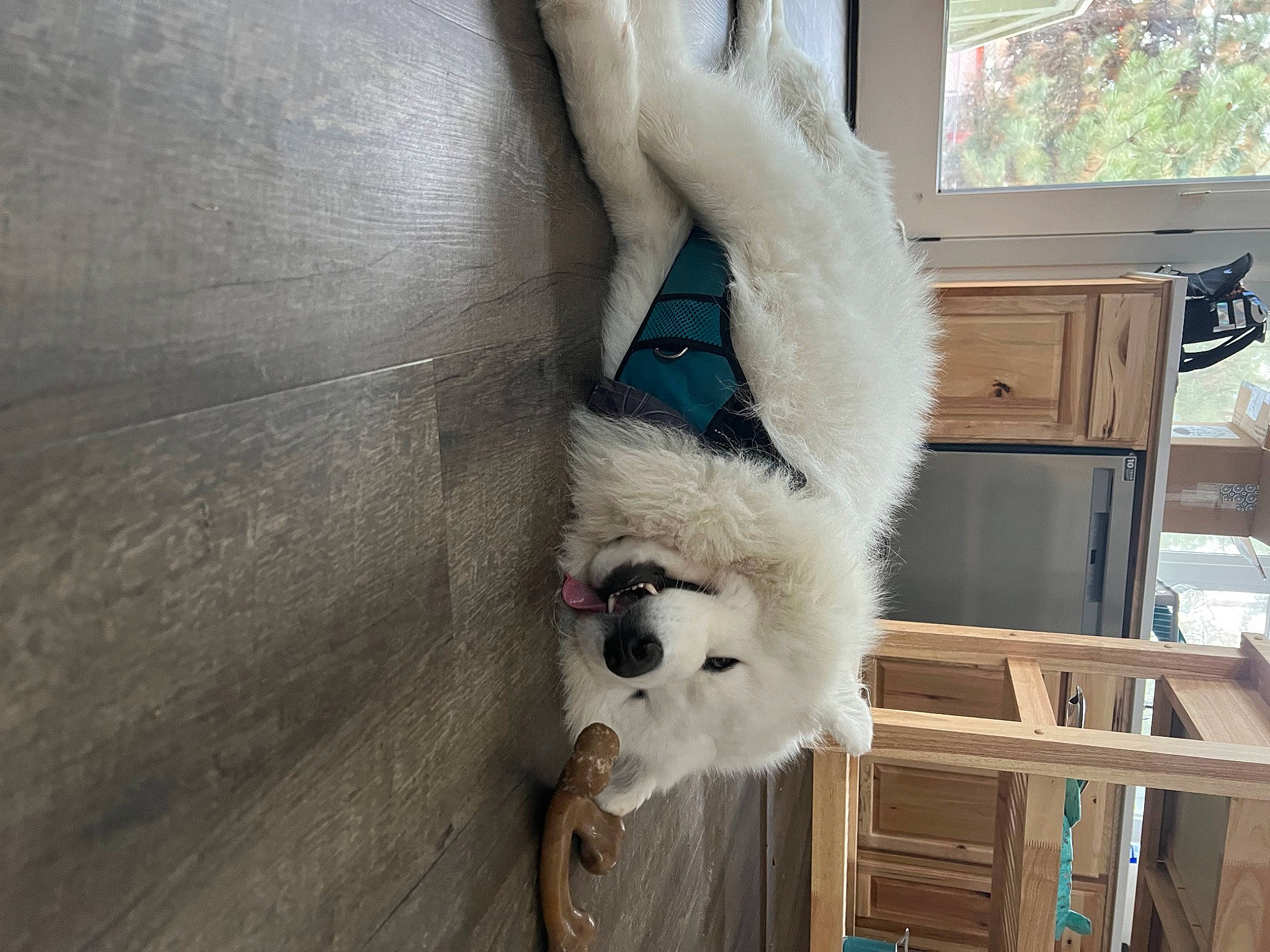 Yeti joined the competition — help win amazing prizes! cabinetry, canidae, carnivore, claw, comfort, companion_dog, dog, dog_breed, felidae, flooring, fur, hardwood, natural_material, non_sporting_group, room, sporting_group, tail, window, wood, working_animal