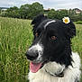 animal, black_and_white, border_collie, cloudy, collar, daisy, dog, ears, field, flower, fur, grass, greenery, nature, outdoor, peaceful, pet, sky, tongue_out, village