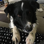 Lino participe au concours pour gagner de l'argent avec cette photo : animal, black_and_white, brown_eyes, closeup, companion, couch, cozy, dog, fabric, face, fur, household, indoor, looking, mammal, paws, pet, polka_dot, portrait, resting