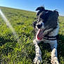 Lino a rejoint le concours — aidez-le/la à gagner de superbes lots ! animal, black_and_white, blue_sky, canine, collar, daytime, dog, ears, field, fur, grass, happy, lying_down, nature, outdoor, pet, playing, summer, sunlight, tongue_out