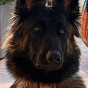Vita a rejoint le concours — aidez-le/la à gagner de superbes lots ! animal, black, brown, close_up, collar, curious, dog, ears, face, firewood, fur, german_shepherd, looking, outdoor, pet, plant, portrait, table, tag, wood
