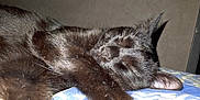 Oreo participe au concours pour gagner de l'argent avec cette photo : cat, black_cat, sleeping, paw, close_up, fur, pet, animal, cozy, resting, indoor, cute, whiskers, ears, face, muzzle, soft, relaxed, tabby, domestic_cat