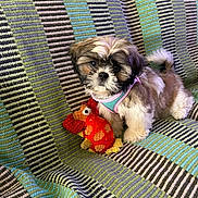 Brooke participe au concours pour gagner de l'argent avec cette photo : puppy, dog, toy, plush_toy, blanket, striped, colorful, pet, small_dog, fur, harness, cute, indoors, animal, nose, ears, tail, sitting, looking, soft