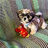 puppy, dog, toy, plush_toy, blanket, striped, colorful, pet, small_dog, fur, harness, cute, indoors, animal, nose, ears, tail, sitting, looking, soft