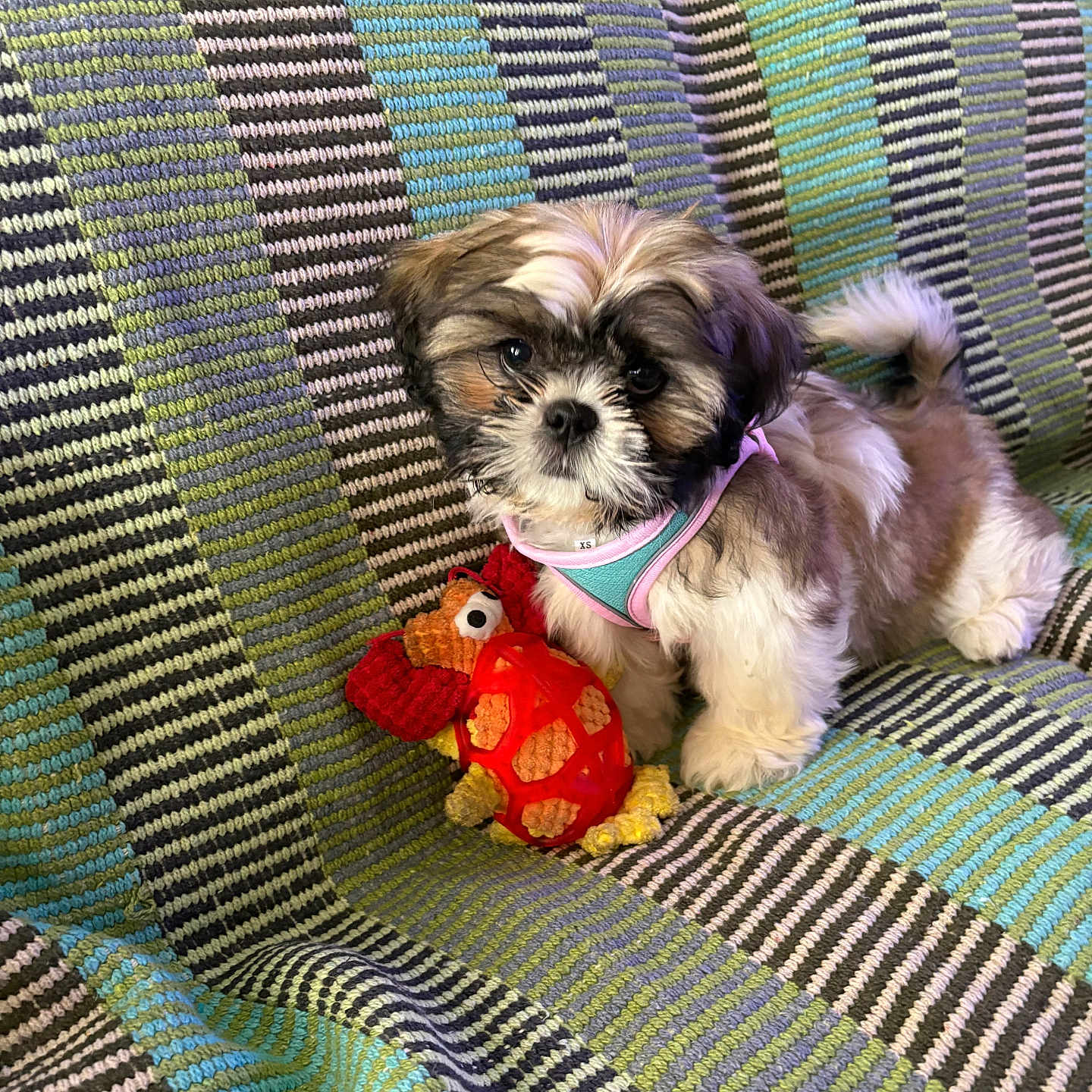 Brooke participe au concours pour gagner de l'argent avec cette photo : puppy, dog, toy, plush_toy, blanket, striped, colorful, pet, small_dog, fur, harness, cute, indoors, animal, nose, ears, tail, sitting, looking, soft