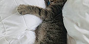 Little Girl is registered to the contest to win money with this photo: animal, bed, cat, cozy, cute, feline, fur, indoor, kitten, paw, pet, quilt, relaxed, resting, sleeping, soft, striped, tabby, white_pillow, young