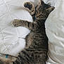 animal, bed, cat, cozy, cute, feline, fur, indoor, kitten, paw, pet, quilt, relaxed, resting, sleeping, soft, striped, tabby, white_pillow, young