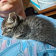 Little Girl is registered to the contest to win money with this photo: animal, blue_shirt, cat, closeup, comfort, cozy, cute, feline, fur, human, indoor, kitten, mammal, nap, person, pet, resting, shirt, sleeping, young_cat