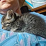 animal, blue_shirt, cat, closeup, comfort, cozy, cute, feline, fur, human, indoor, kitten, mammal, nap, person, pet, resting, shirt, sleeping, young_cat