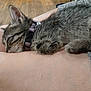Little Girl is registered to the contest to win money with this photo: animal, bell, closeup, collar, comfort, cute, domestic_animal, feline, fur, human_leg, indoor, kitten, paw, pet, relaxation, resting, sleeping, soft, tabby, wood_floor