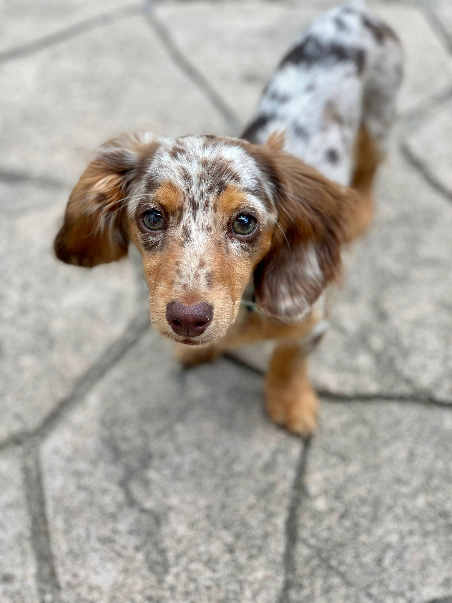 Primrose joined the competition — help win amazing prizes! canidae, carnivore, companion_dog, dog, dog_breed, eye, fawn, fur, hunting_dog, liver, puppy, snout, spaniel, sporting_group, terrestrial_animal, whiskers