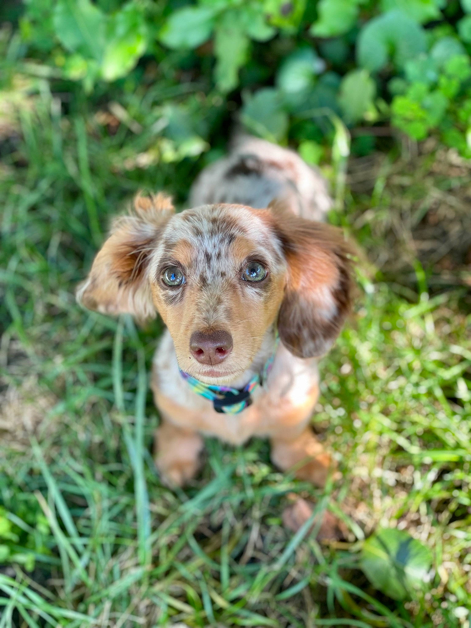 Primrose is registered to the contest to win money with this photo: carnivore, companion_dog, dog, dog_breed, fawn, grass, groundcover, liver, plant, snout, sporting_group, terrestrial_animal, whiskers, working_animal