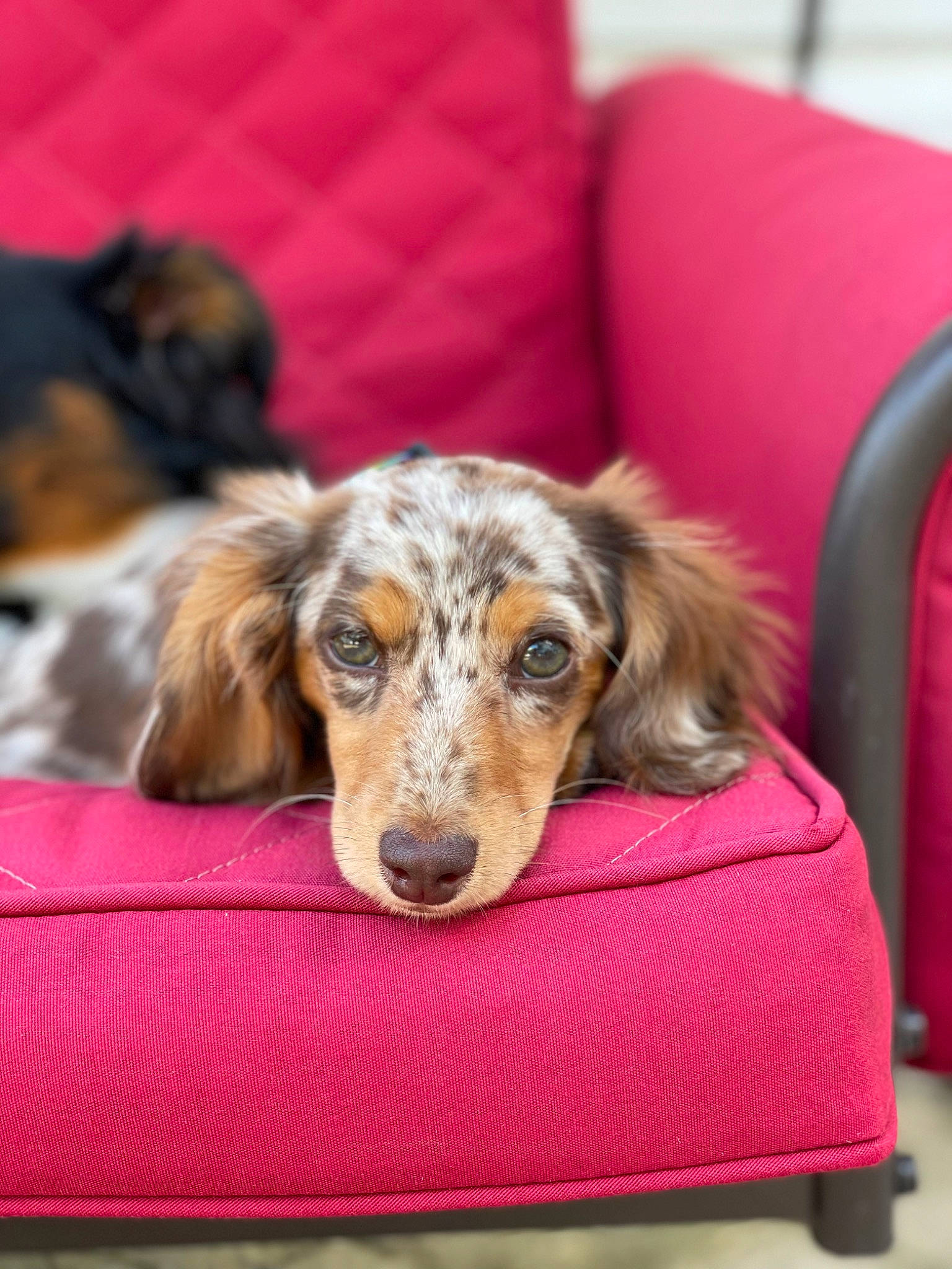 Primrose is registered to the contest to win money with this photo: bored, canidae, carnivore, comfort, companion_dog, couch, dog, dog_breed, fur, liver, living_room, sleeper_chair, snout, sporting_group, working_animal