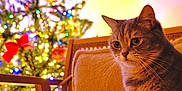 Yumi Et Aiko a rejoint le concours — aidez-le/la à gagner de superbes lots ! cat, cats, christmas_tree, holiday_lights, decorations, indoor, furniture, cozy, relaxed, pets, animal, tabby_cat, siamese_cat, soft_lighting, festive, warm_colors, chair, home, cute, companion