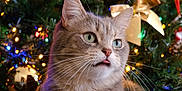 Yumi Et Aiko participe au concours pour gagner de l'argent avec cette photo : animal, cat, celebration, christmas_lights, christmas_tree, closeup, curious, cute, decorations, feline, festive, gift_wrap, green_eyes, holiday, indoor, ornaments, pet, present, tabby, whiskers