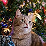 Yumi Et Aiko participe au concours pour gagner de l'argent avec cette photo : cat, tabby, christmas_tree, christmas_lights, ornaments, gift_wrap, holiday, decorations, festive, present, animal, pet, whiskers, feline, green_eyes, closeup, indoor, celebration, cute, curious