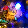 Yumi Et Aiko participe au concours pour gagner de l'argent avec cette photo : cat, christmas_tree, ornament, lights, holiday, bokeh, decorations, curious, feline, festive, indoor, closeup, greenery, glowing, whiskers, cute, pet, celebration, animal, soft_light