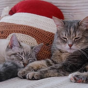 Yumi Et Aiko participe au concours pour gagner de l'argent avec cette photo : animal, cat, closeup, companion, couch, cozy, cute, cute_face, domestic, feline, fur, indoor, knitted_pillow, pet, relaxed, resting, sleeping, soft, tabby, whiskers