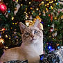 cat, blue_eyes, christmas_tree, ornaments, lights, gifts, wrapped_presents, holiday, festive, decorations, indoor, pet, cute, whiskers, box, celebration, greenery, red_bow, closeup, curious