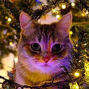 Yumi Et Aiko participe au concours pour gagner de l'argent avec cette photo : cat, christmas_tree, holiday_lights, festive, curious, indoor, close_up, animal, pet, greenery, decoration, twinkle_lights, cute, whiskers, feline, soft_light, colorful, ornament, celebration, cozy