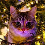 cat, christmas_tree, holiday_lights, festive, curious, indoor, close_up, animal, pet, greenery, decoration, twinkle_lights, cute, whiskers, feline, soft_light, colorful, ornament, celebration, cozy
