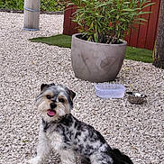 Uzo a rejoint le concours — aidez-le/la à gagner de superbes lots ! animal, daylight, dog, fluffy, fur, garden, gravel, greenery, happy, nature, outdoor, pet, playful, potted_plant, red_fence, sitting, small_dog, smiling, tongue_out, water_bowl