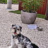 animal, daylight, dog, fluffy, fur, garden, gravel, greenery, happy, nature, outdoor, pet, playful, potted_plant, red_fence, sitting, small_dog, smiling, tongue_out, water_bowl