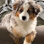 Uno participe au concours pour gagner de l'argent avec cette photo : animal, blanket, canine, cockerspaniel, collie, couch, cushion, dog, dogbed, furniture, homedecor, hound, husky, papillon, pet, puppy, snout, terrier, towel