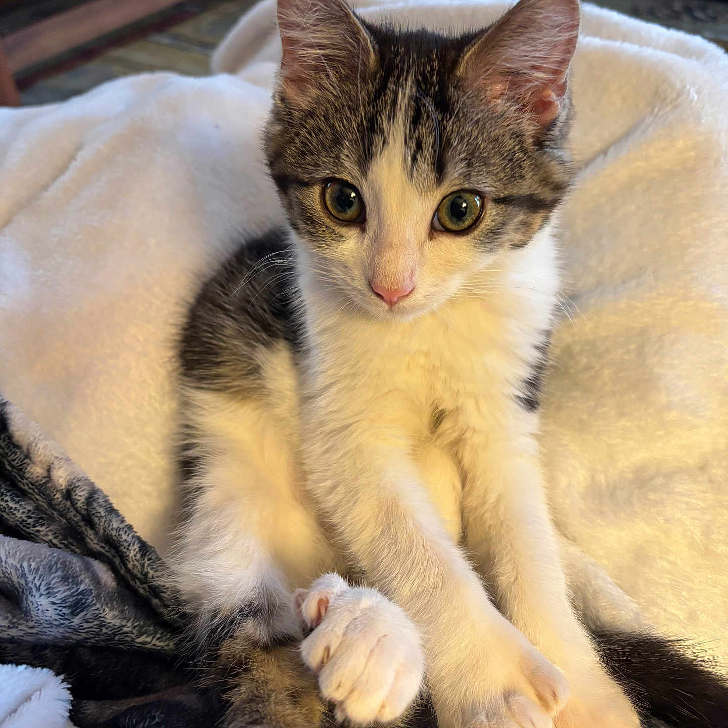 Millie Mittens joined the competition — help win amazing prizes! abyssinian, animal, blanket, cat, couch, furniture, hardwood, kitten, manx, pet, siamese, towel, wood