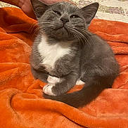 Shadow joined the competition — help win amazing prizes! cat, kitten, gray_cat, white_paws, orange_blanket, pet, hand, cozy, relaxed, feline, indoor, cute, animal, fur, whiskers, paw, sleepy, resting, comfort, domestic_cat